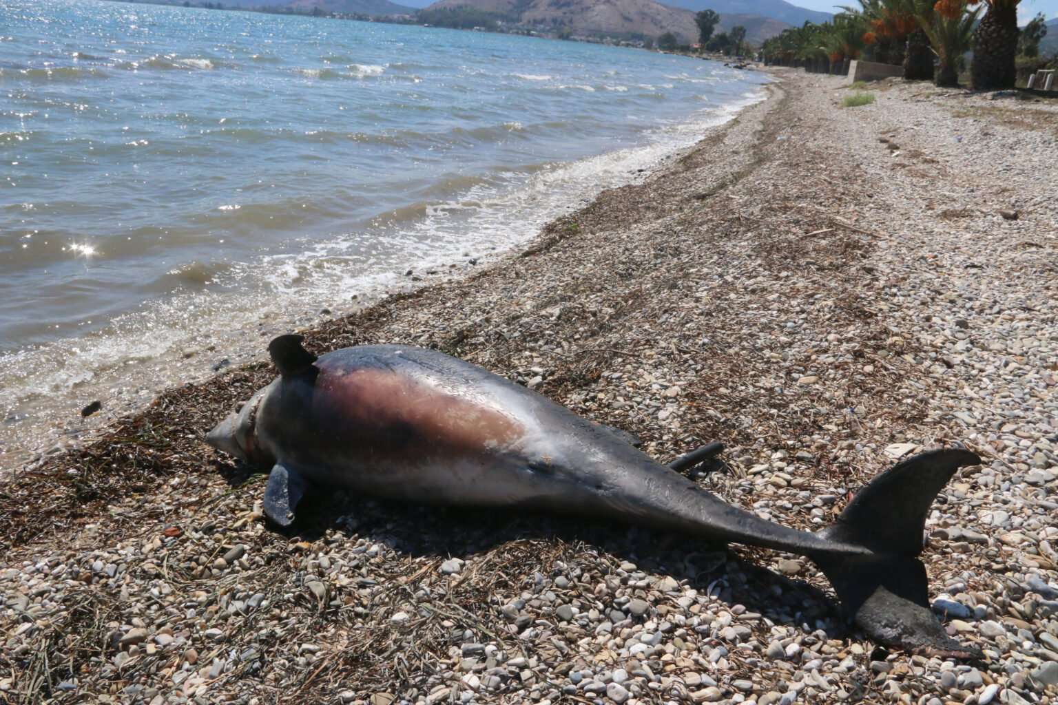 Χανιά: Σήμα κίνδυνου με τρία δελφίνια νεκρά σε παραλία