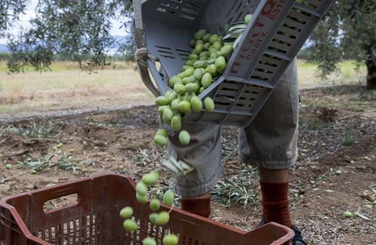 [ΟΠΕΚΕΠΕ] Αγρότης είχε «κοπεί» γιατί δεν ήταν αρκετά… άσχετος!