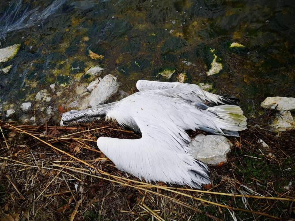 Φλώρινα: Κρούσματα της γρίπης των πτηνών σε αργυροπελεκάνους