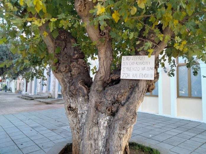 Φιλιατρά: Στα δικαστήρια για την εκρίζωση της ανακηρυγμένης ως μνημειακoύ δένδρου μουριάς Ταμβάκη
