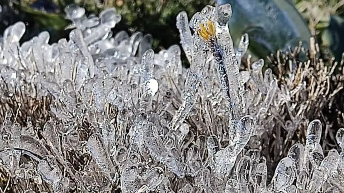 Κακοκαιρία Coral: Μαγευτικές εικόνες από την Ρόδο, πάγωσαν τα λουλούδια από το ψύχος