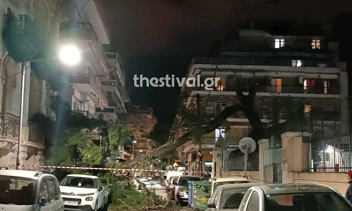 Θεσσαλονίκη: Δέντρο έπεσε και καταπλάκωσε σταθμευμένα οχήματα – Από τύχη δεν υπήρξαν τραυματίες