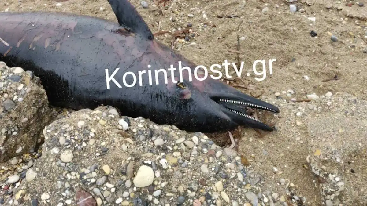 Κόρινθος: Ξεβράστηκε Νεκρό Δελφίνι Στην Παραλία Βουναλάκια