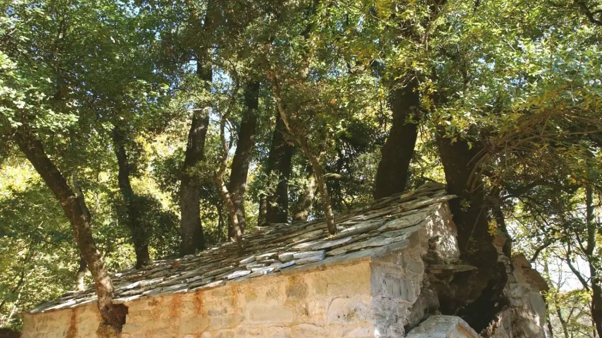Αγία Θεοδώρα: Το Θαυμαστό Εκκλησάκι στην Αρκαδία με τα 17 Δέντρα που Ανθίζουν στην Οροφή του