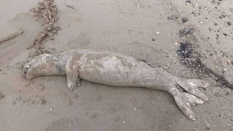Σοκαριστικό θέαμα στην Κίσσαμο: Νεκρή φώκια ξεβράστηκε στην παραλία Κόκκινο Μετόχι