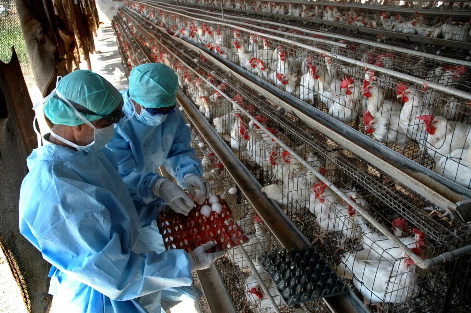 ΗΠΑ: Επιστροφή της φονικής γρίπης των πτηνών μετά το 2017 – Συναγερμός στην επιστημονική κοινότητα