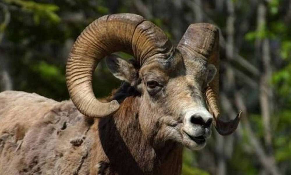 Εύβοια – Κριάρι επιτέθηκε σε 89χρονη και την τραυμάτισε σοβαρά