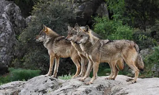 Λύκοι «κόβουν» βόλτες στην Ιπποκράτειο Πολιτεία – Ανησυχία στους κατοίκους