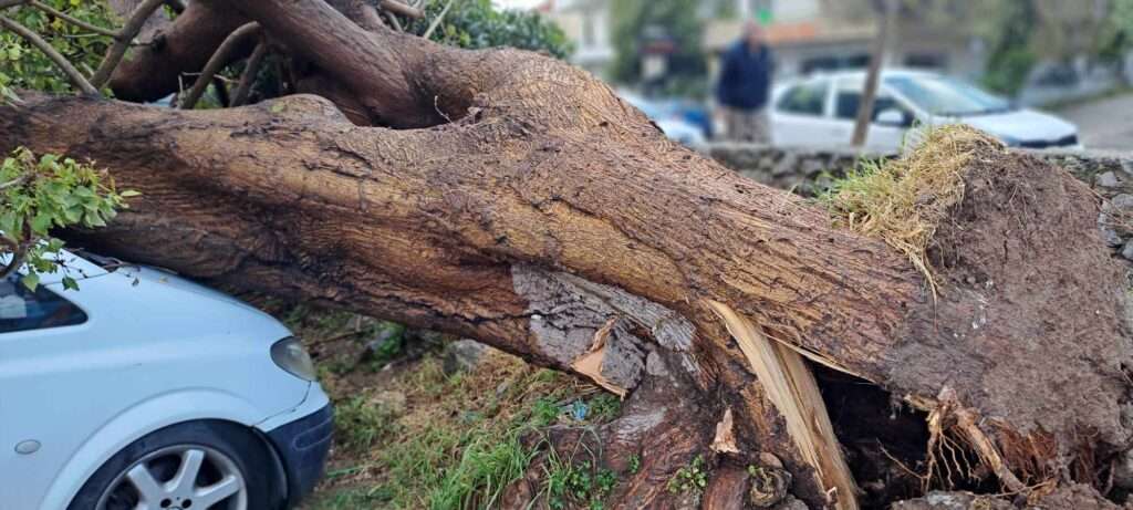 Κορμός δένδρου «καταπλάκωσε» ξυλοκόπο στη Χρυσοβίτσα Ιωαννίνων!