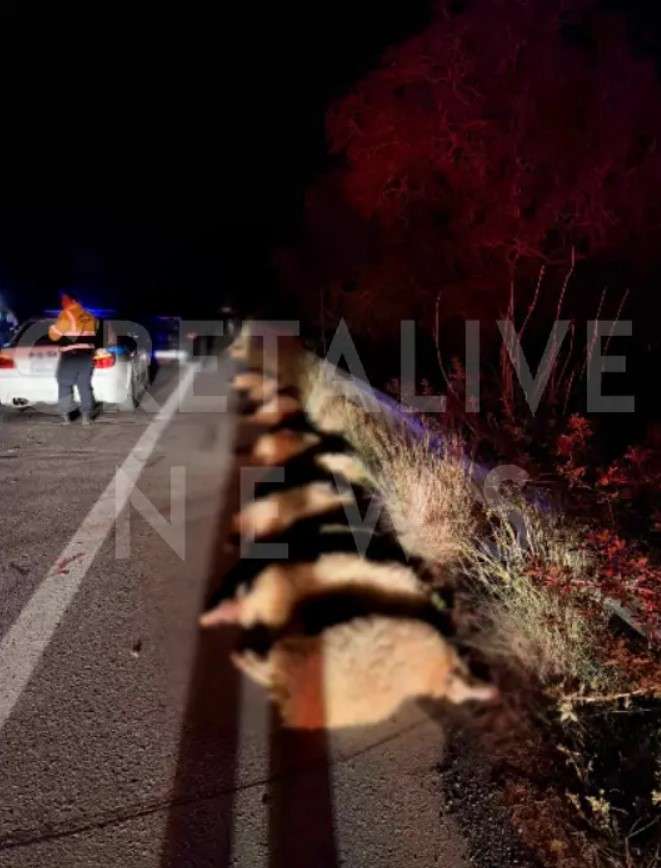 Σοκαριστικά τροχαία στην Κρήτη: 19χρονος νεκρός και δεκάδες πρόβατα προκαλούν χάος στον ΒΟΑΚ