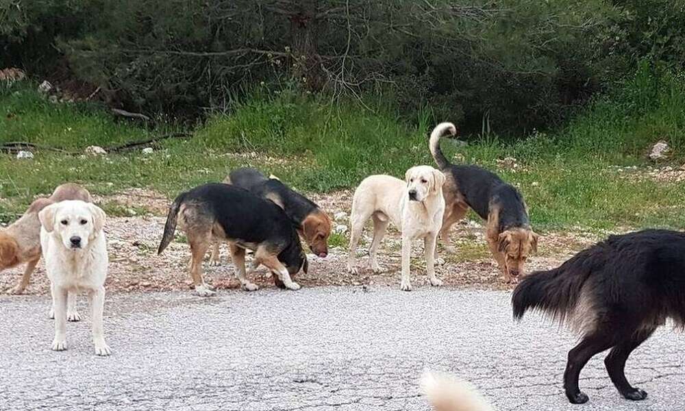 Βόλος: Νοσηλεύεται 7χρονος έπειτα από «επίθεση αδέσποτων σκύλων»