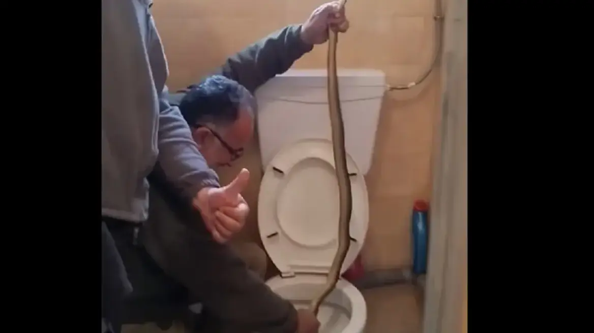 Φίδι-γίγαντας ζούσε για εβδομάδες σε τουαλέτα σπιτιού στην Καστοριά (Βίντεο)
