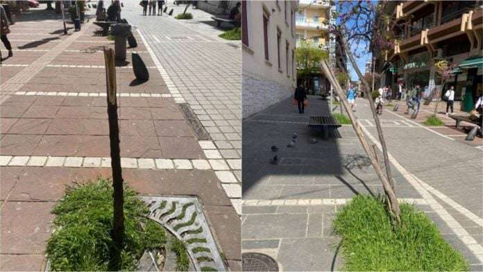 Πεζόδρομος απογυμνώθηκε από τα δέντρα στα Ιωάννινα – Έξαλλοι οι πολίτες