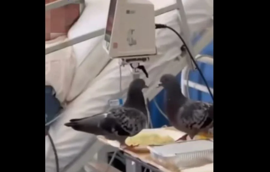 ΑΔΙΑΝΟΗΤΟ! Περιστέρια τρώνε μαζί με τους ασθενείς στο νοσοκομείο «Ερυθρός Σταυρός»