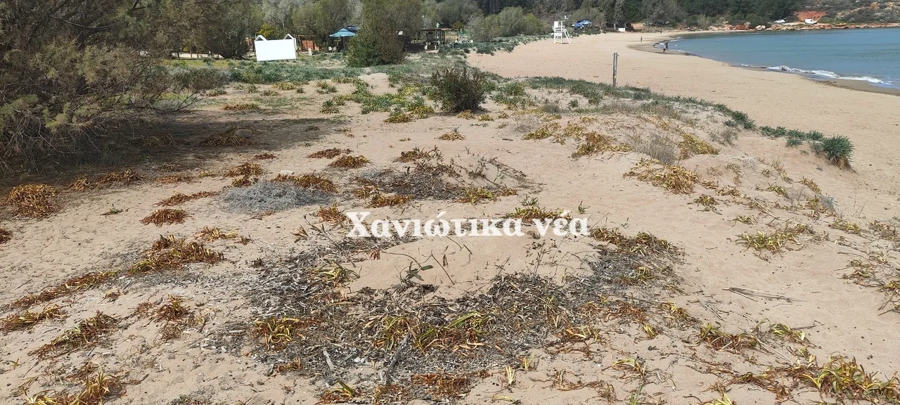 Χανιά: ΨΕΚΑΣΑΝ ΜΕ ΖΙΖΑΝΙΟΚΤΟΝΑ την παραλία της Χρυσής Ακτής – ΚΙΝΔΥΝΟΙ για περιβάλλον και ανθρώπους