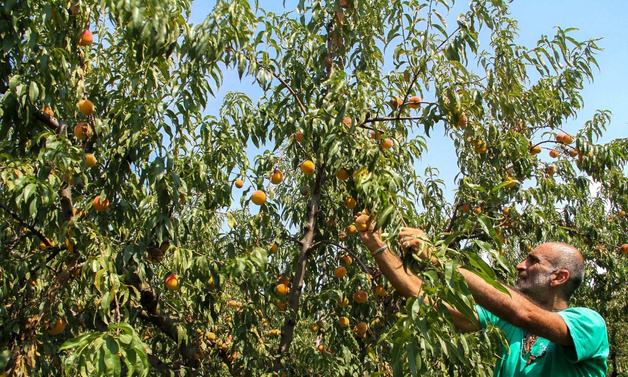 Ημαθία: Το χαλάζι κατέστρεψε τις καλλιέργειες πυρηνόκαρπων – Σε «ΑΠΟΓΝΩΣΗ» οι παραγωγοί!