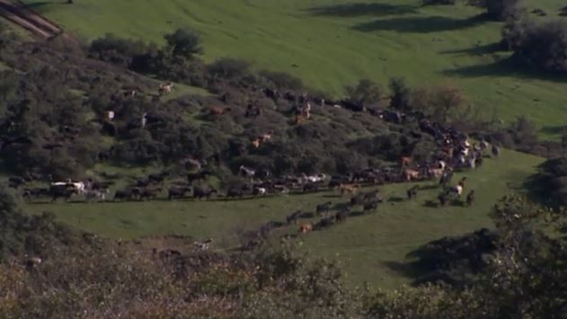 Γιάννενα βοσκούν, Χαλάνδρι και Γαύδο πληρώνονται –  Δηλωμένο σε τρεις περιοχές ταυτόχρονα!