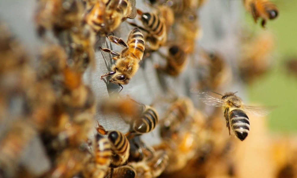 Γαλλία: «ΕΠΙΘΕΣΗ» μελισσών – 24 τραυματίες, 3 σε κρίσιμη κατάσταση!
