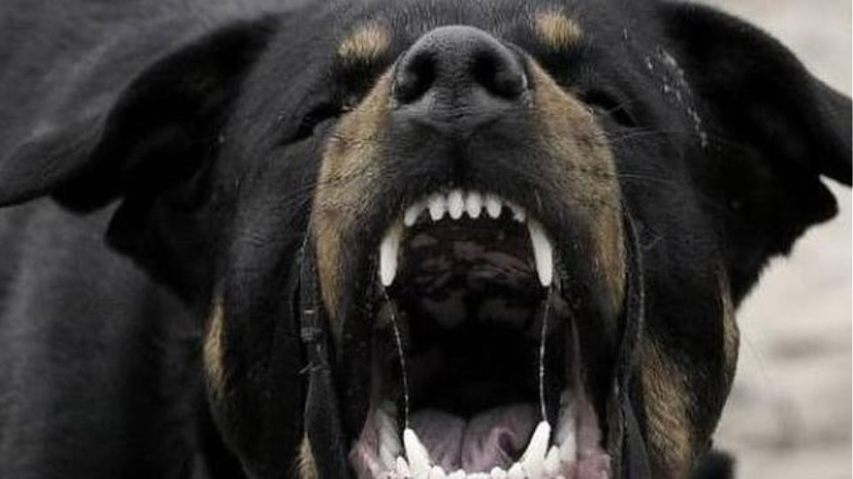 Ληστεία «αλά κυνικά» – 38χρονος απείλησε κατάστημα με ροτβάιλερ για να πάρει 60 ευρώ