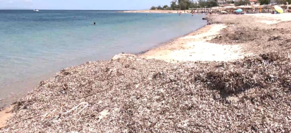 Νέα Ποτίδαια: Σωροί από φύκια κατακλύζουν τις ελεύθερες παραλίες – Τι καταγγέλλουν οι κάτοικοι