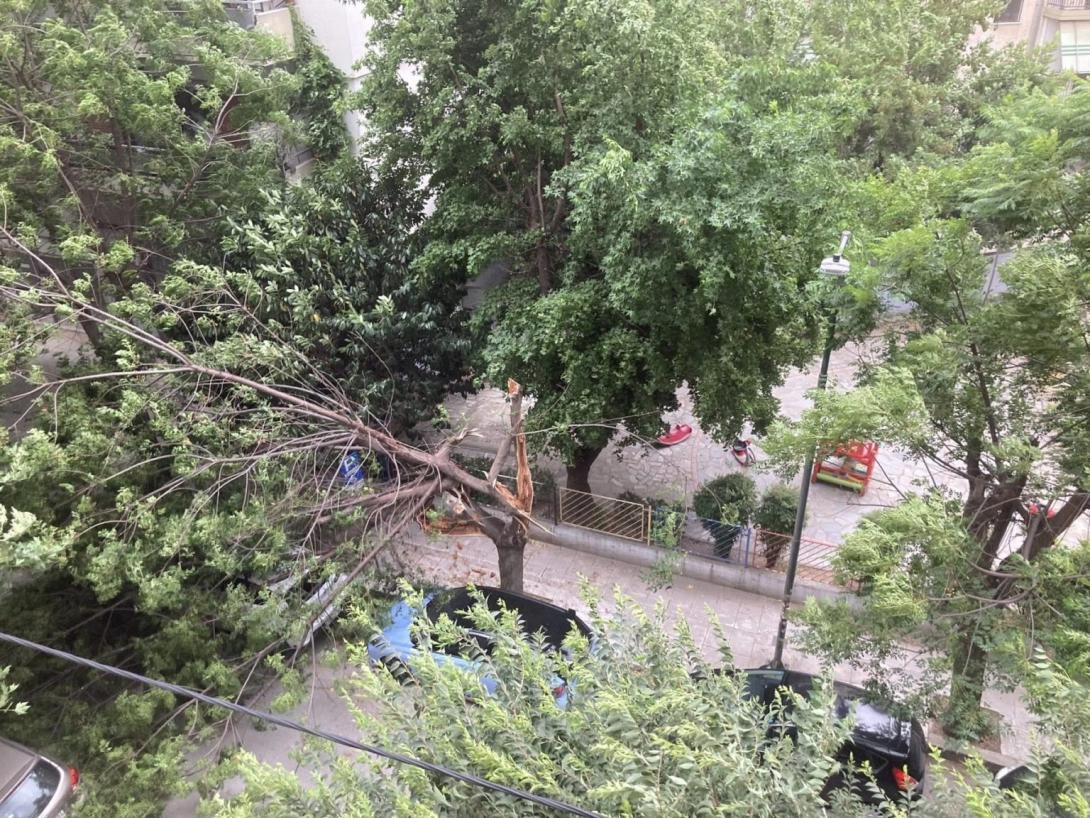 «Ισχυροί» άνεμοι «σάρωσαν» τη Λάρισα – «Πτώσεις» δέντρων – «Ζημιές» σε αυτοκίνητα
