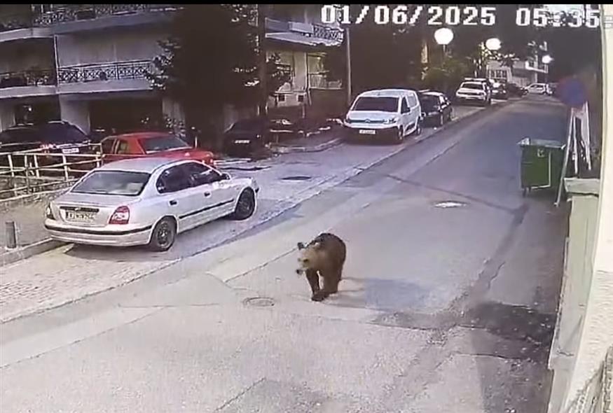 Αγρια φύση στις πόρτες μας – Πώς να αντιδράσετε αν δείτε αρκούδα (Βίντεο)