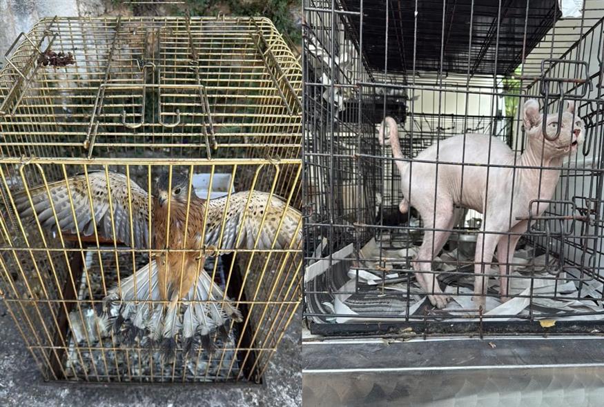 «ΑΠΙΣΤΕΥΤΟ» – Έστησαν φάμπρικα παράνομης εκτροφής, αναπαραγωγής και εμπορίας ζώων συντροφιάς (ΒΙΝΤΕΟ)
