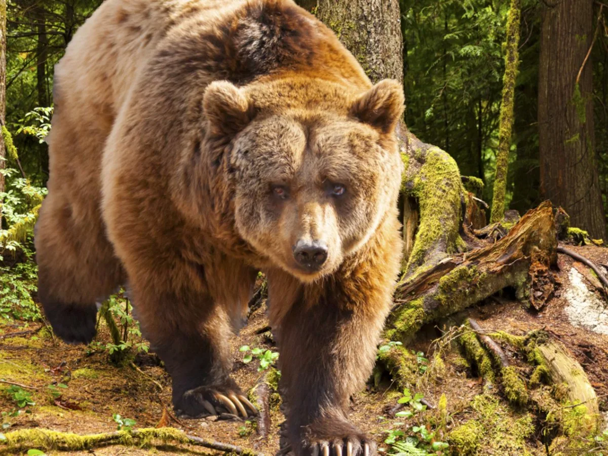Αρκούδα «επιτέθηκε» σε 69χρονο – «Συναγερμός» στις Αρχές