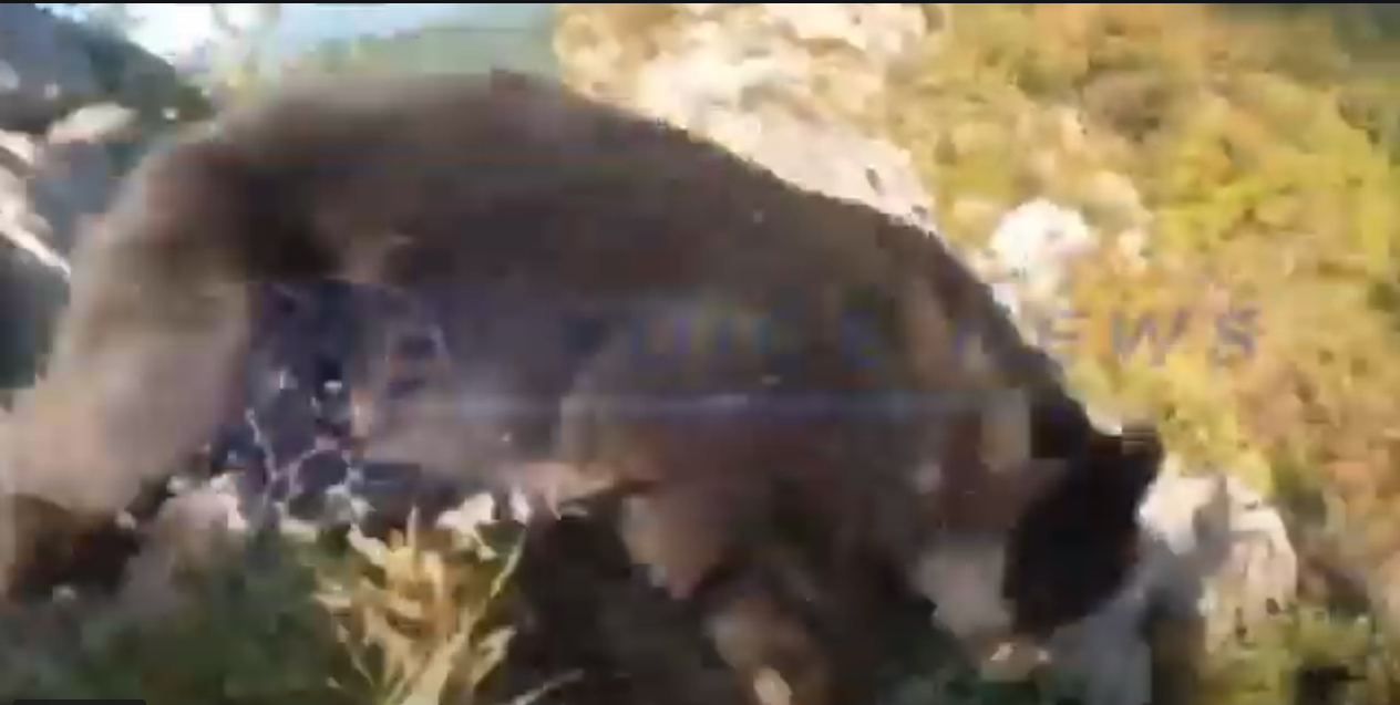 ΑΝΑΤΡΙΧΙΛΑ! Επίθεση Αρκούδας σε Αναρριχητή! (ΒΙΝΤΕΟ)