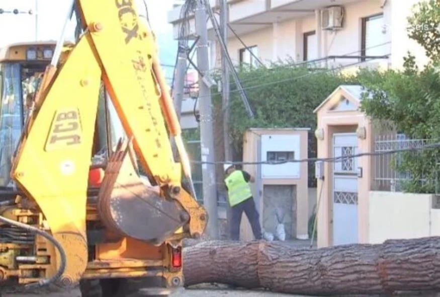 Δέντρο 15 μέτρων γκρέμισε κολώνα της ΔΕΗ – Έσπασε τη νύχτα και βύθισε τη γειτονιά στο σκοτάδι!