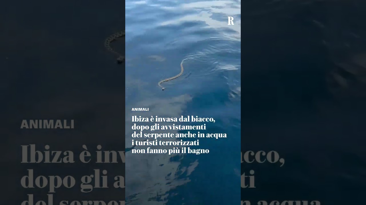 Πανικός στους λουόμενους στην Ίμπιζα – Φίδια στη θάλασσα