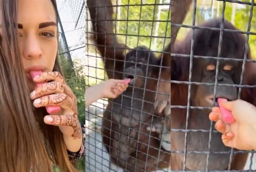 Πέρα από κάθε λογική: Influencer-μποξέρ καταστρέφει σπάνιο ζώο για λίγα views! (ΒΙΝΤΕΟ)