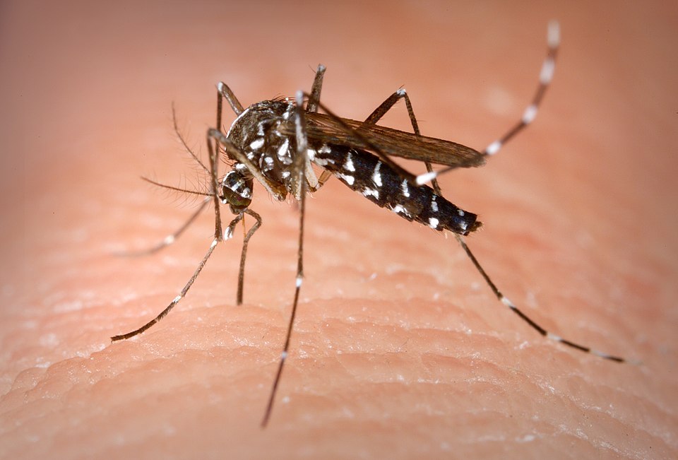 Ιός chikungunya: Έφτασε στη Νέα Υόρκη, μετά τον πανικό στην Κίνα