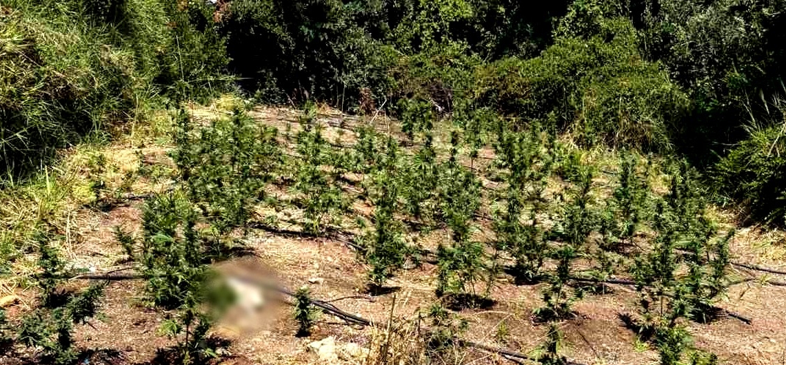 Προφυλακισμένοι με βαριές κατηγορίες τα μέλη του κυκλώματος στη Λοκρίδα – Ανάμεσά τους δημοτικός σύμβουλος