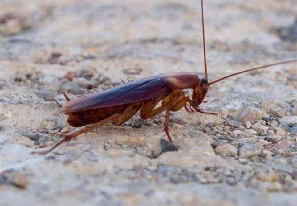 Aυτό είναι το είδος που κυριαρχεί πλέον στα σπίτια – Πανικός στους ειδικούς
