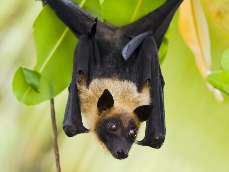 Δύο κρούσματα του «ιού Nipah» στην Ινδία – «Τρεις περιφέρειες» σε συναγερμό