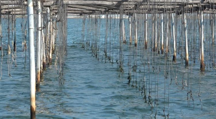 SOS για τις μυδοκαλλιέργειες του Θερμαϊκού – Οι παραγωγοί έριξαν τον γόνο κι ελπίζουν να ανακάμψουν μετά την περσινή καταστροφή