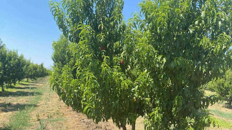 «ΑΠΙΣΤΕΥΤΗ» ΚΛΟΠΗ από χωράφι – «Σήκωσαν» ολόκληρη σοδειά!