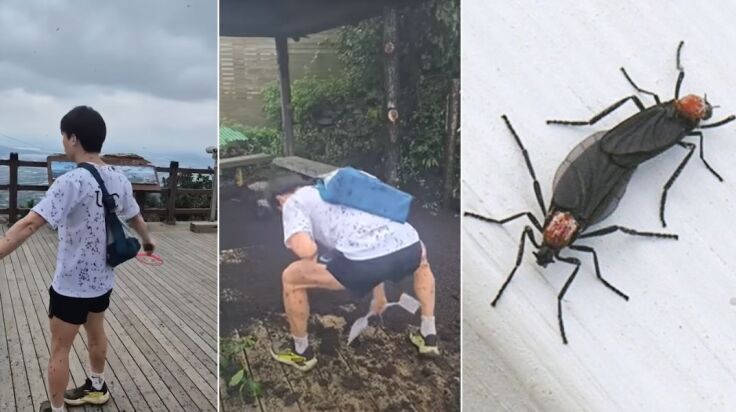 Εισβολή… έρωτα και δυσοσμίας – Τα «lovebugs» κατακλύζουν με σήψη [ΒΙΝΤΕΟ]