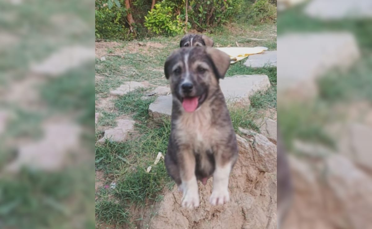 Σκύλος 5 μηνών έσωσε 67 άτομα – Άρχισε να γαβγίζει πριν από ολέθρια κατολίσθηση