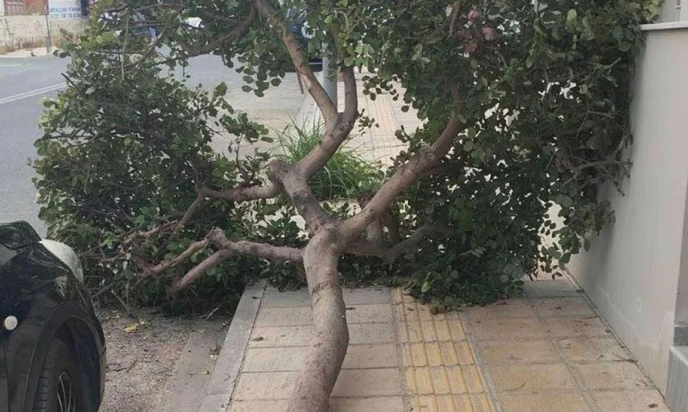 «ΕΠΕΣΕ» δέντρο στον Μασταμπά Ηρακλείου – Πού προκλήθηκαν «ζημιές»