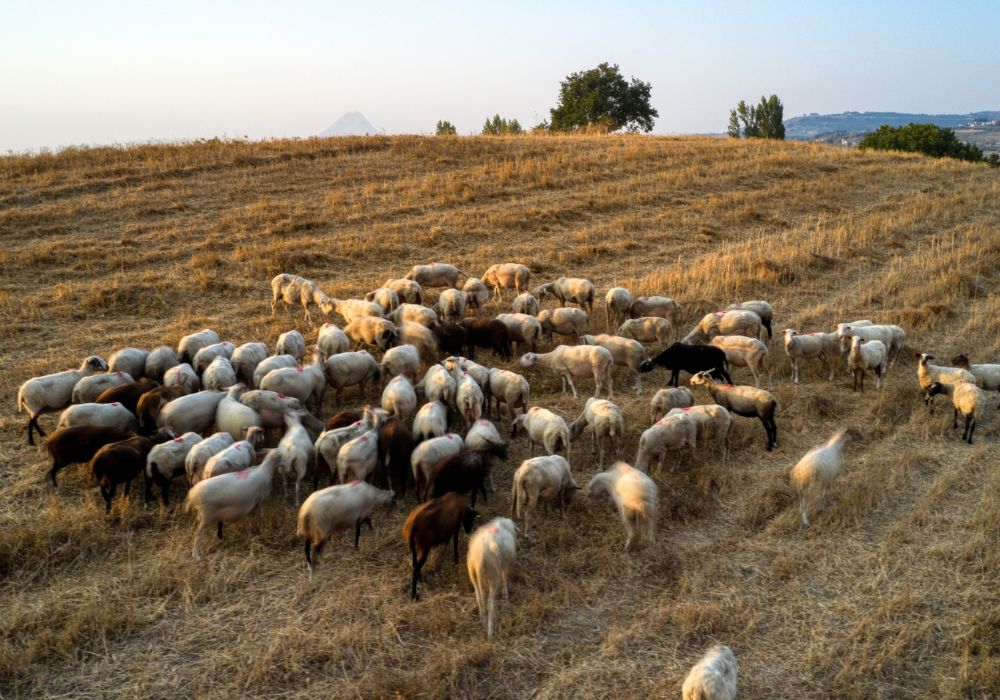 Σε 10 μέρες η ευλογιά υπό έλεγχο; Οι ειδικοί απαντούν