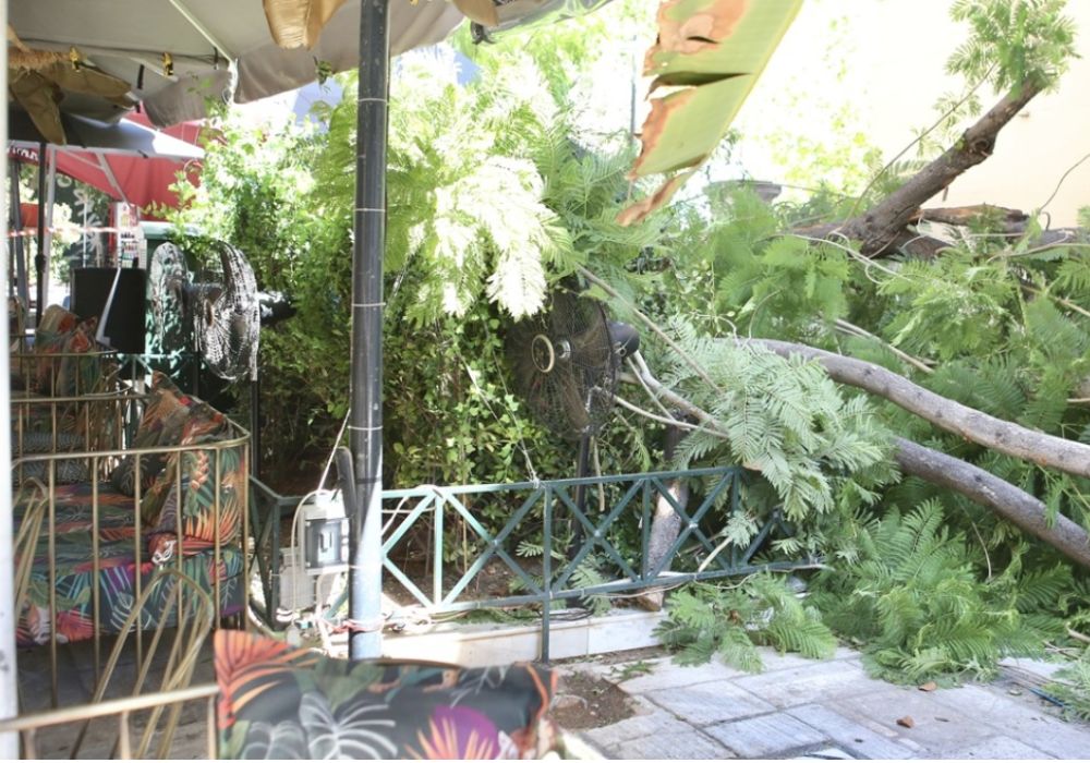 Αθήνα: Καταγγελία αυτόπτη για πτώση δέντρου – «Ήταν σάπιο, είχαμε προειδοποιήσει τον Δήμο»