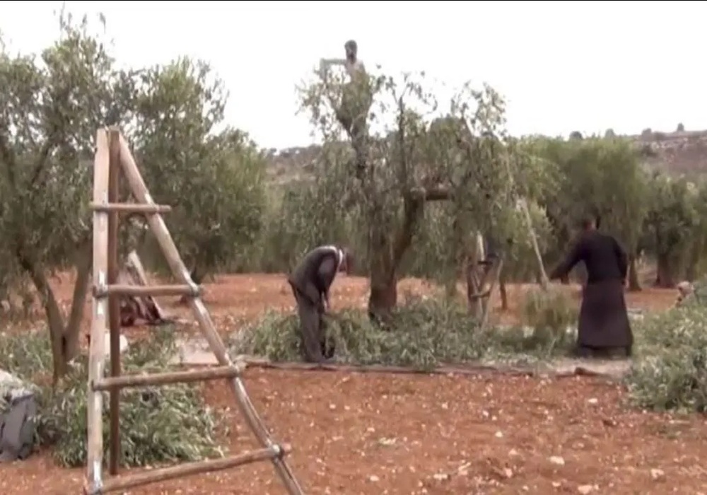 Ο Τουρκικός στρατός κατασχέτει και ελαιόλενδρα απο τους Κούρδους!