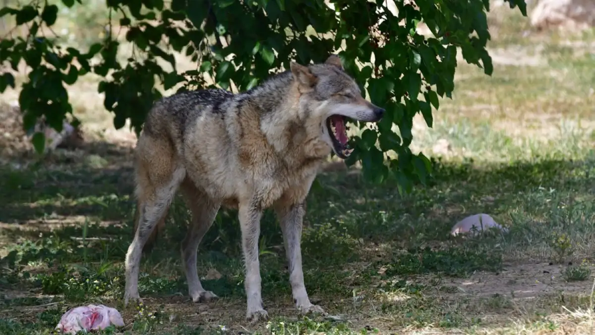 Χαλκιδική – Δύο οι επιθέσεις λύκου σε παιδιά – «ΤΙ ΣΥΝΕΒΗ»