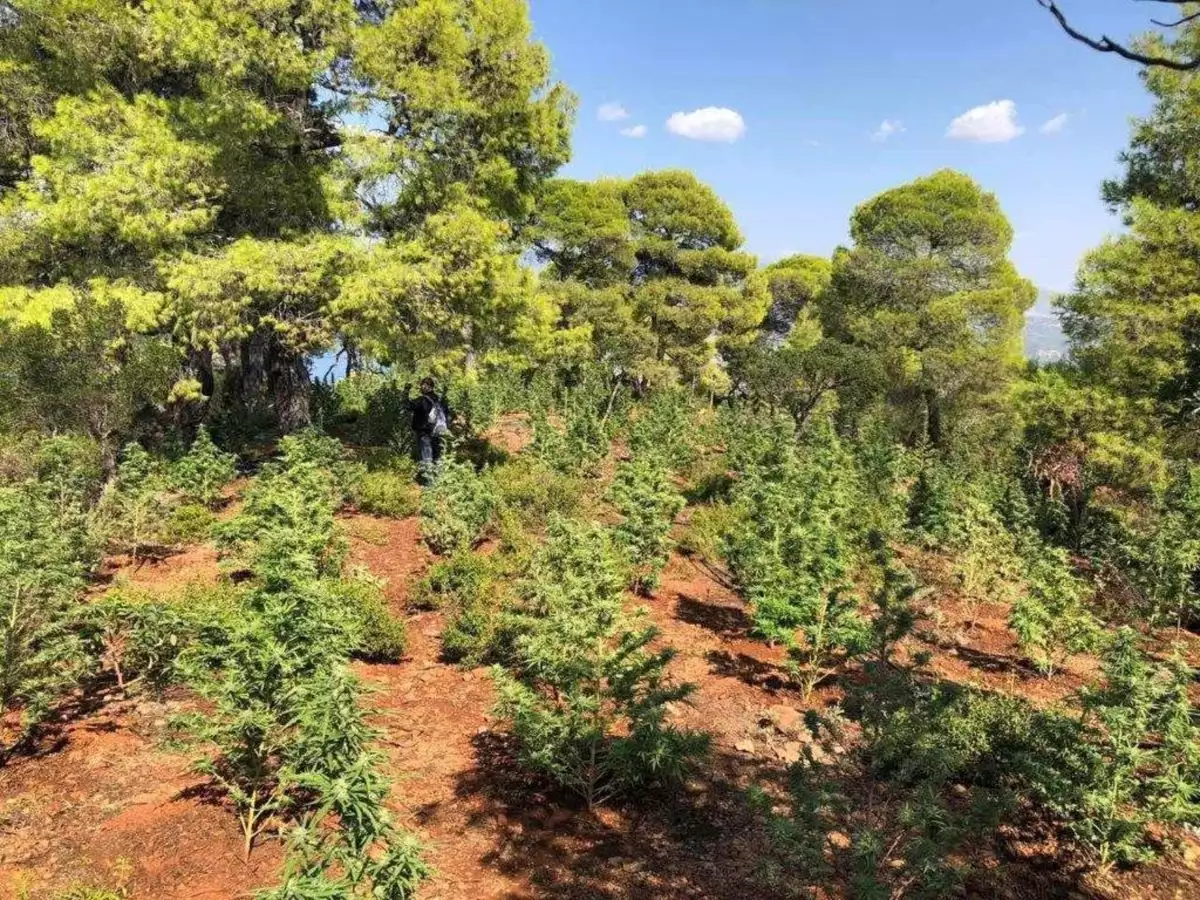 Ρέθυμνο: Εξιχνιάστηκε η χασισοφυτεία με 80 δενδρύλλια – Εντοπίστηκαν οι δράστες