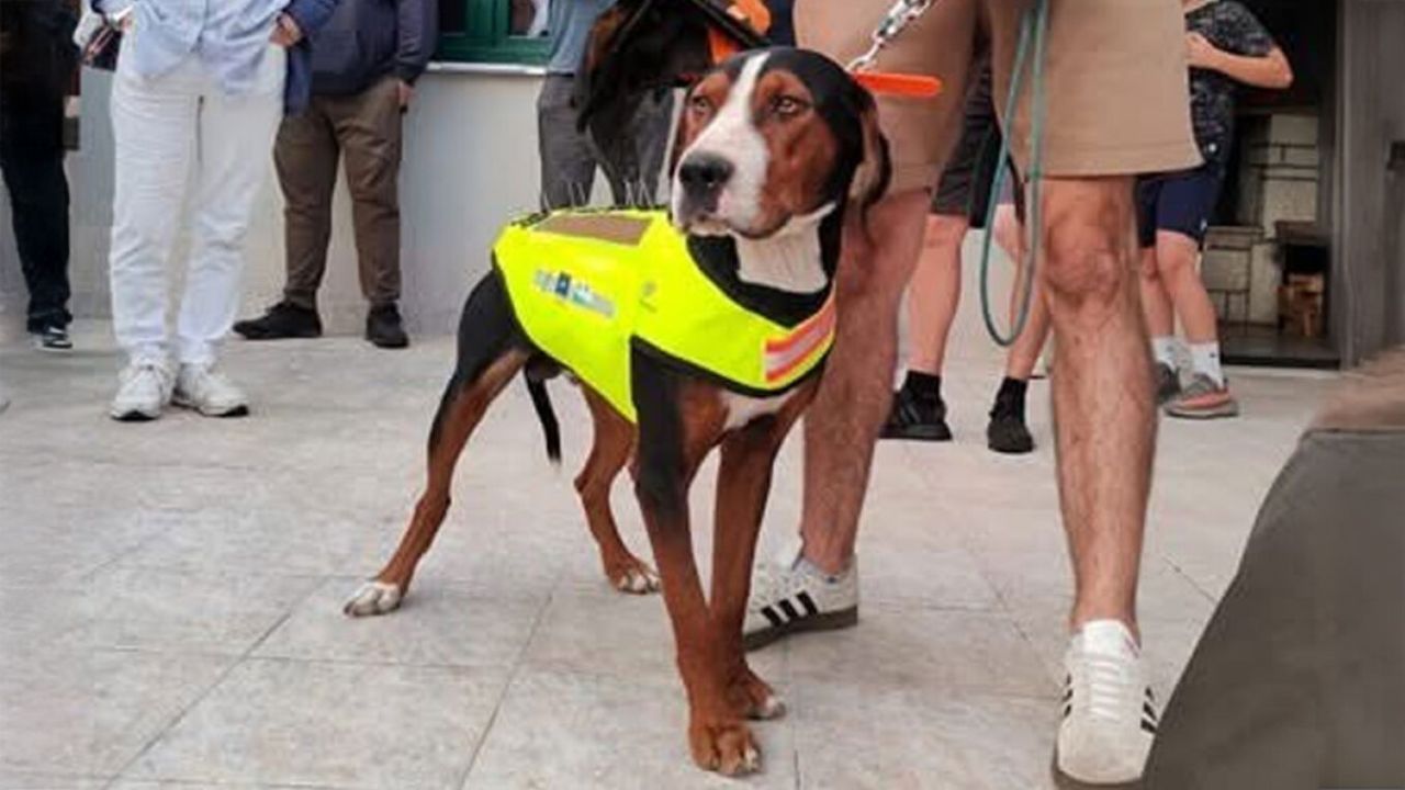 Θεσσαλονίκη: Κυνηγόσκυλα με φωσφοριζέ γιλέκα… και καρφιά για προστασία από λύκους!