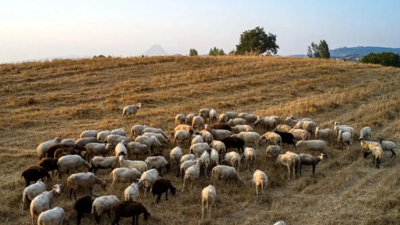 Αυξήσεις στη φέτα λόγω ευλογιάς στα αιγοπρόβατα