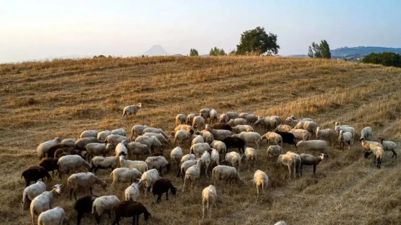 Αυξήσεις στη φέτα λόγω ευλογιάς στα αιγοπρόβατα