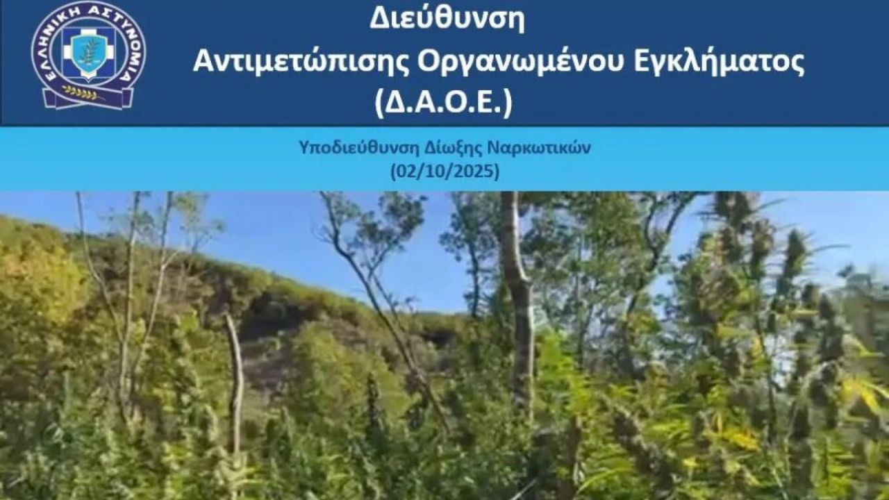 Στα σύνορα του Πωγωνίου: Αλβανοί καλλιεργούσαν 1.650 δενδρύλλια κάνναβης